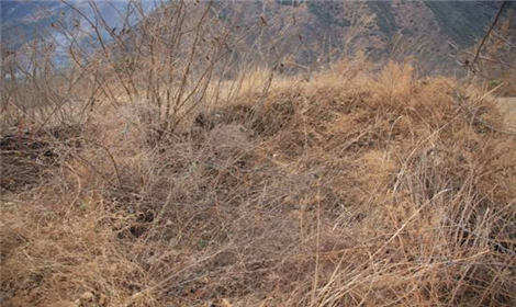   丧葬程序