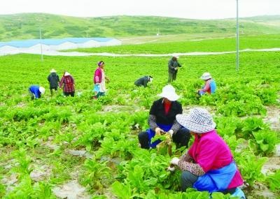 阿坝县践行党的群众路线破解群众“增收难”纪实