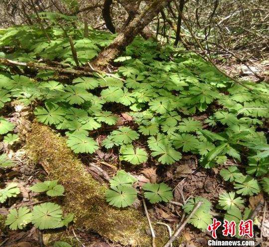 四川省阿坝州理县发现成片国家一级重点保护植物独叶草