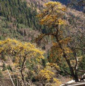 2015年小金县将新建沙棘基地4000亩