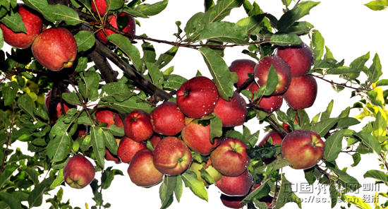 阿坝州小金县实现“小金苹果”新腾飞