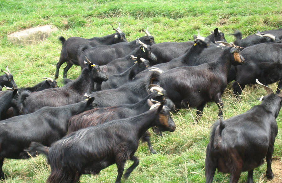 阿坝州黑水县龙坝乡瓜苏村党员带头做示范养起山羊发“羊财”