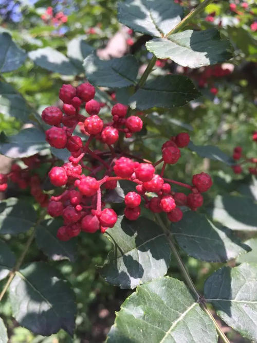 阿坝州茂县300万斤花椒成熟产值可达1亿元