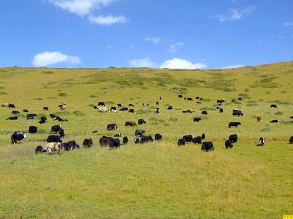 1-8月理县旅游总收入累计13.55亿元，红原县完成招商引资项目18个。