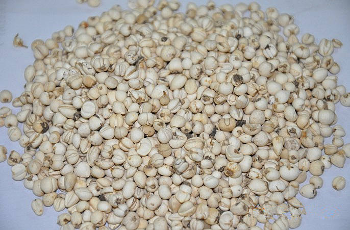  松潘县千亩中药材助力群众脱贫