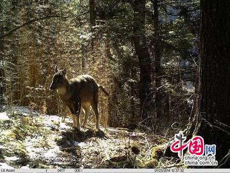 九寨沟县开展保护野生动物执法检查
