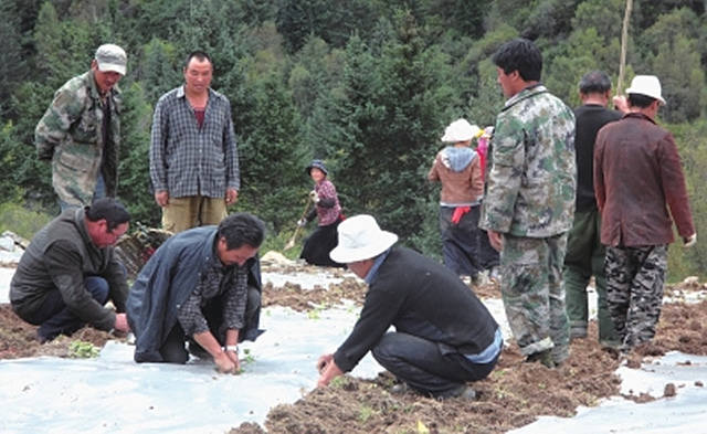 松潘县红土乡成立中药材养殖专业合作社