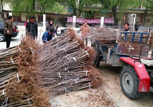 黑水县免费发放36万余元甜樱桃苗木