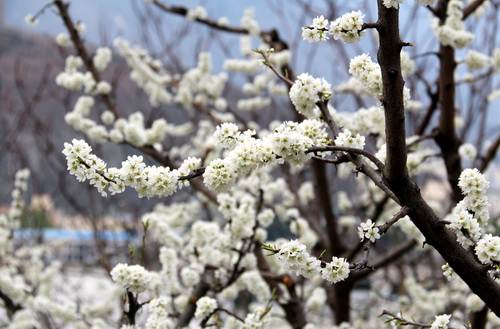 茂县万亩青脆李花悄然绽放惹人醉