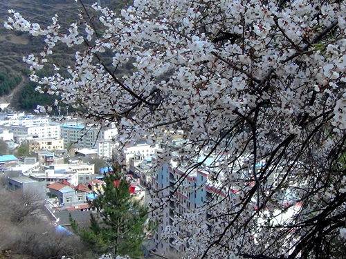 马尔康市野桃花开漫山遍野如烟似霞