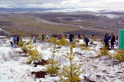 阿坝县开展义务植树活动植树1900株