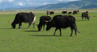 小金县新桥乡牦牛养殖再扩建助农增收有盼头