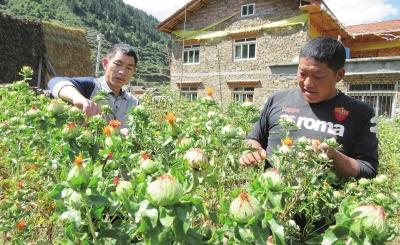 松潘县红土乡为贫困户量身定制了红花种植项目