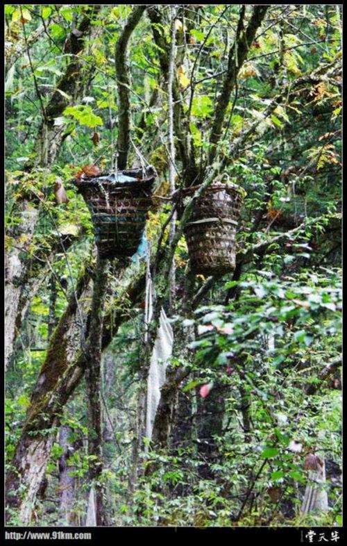 乞求早投生 奇特的珞巴族树葬