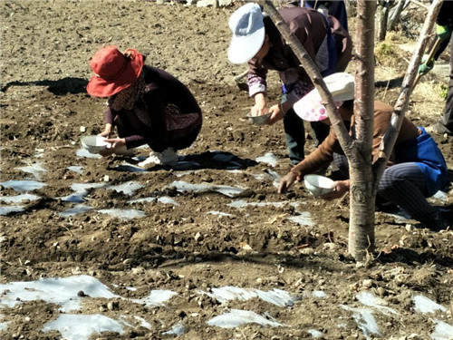 小金县沃日乡：村民节后种植莴笋忙