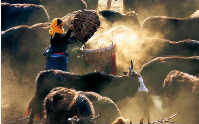 口头传承形式所延续的藏族文化
