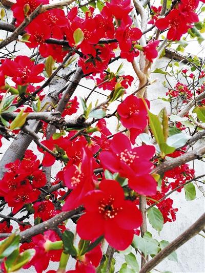 康定：花俏枝头 春意浓