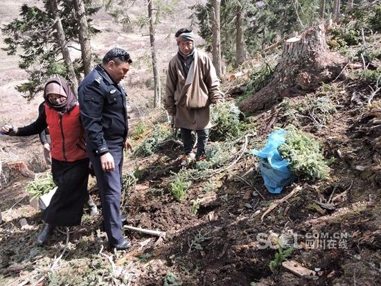红原警方罚盗伐林木嫌疑人种树1.5亩