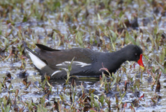 白玉县发现黑水鸡、池鹭活动