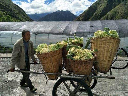 金川县卡撒乡脚姆塘村80亩松花菜丰收