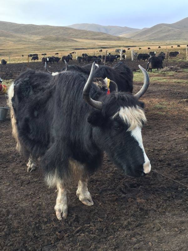 若尔盖县阿西乡为脱贫户发放牦母牛