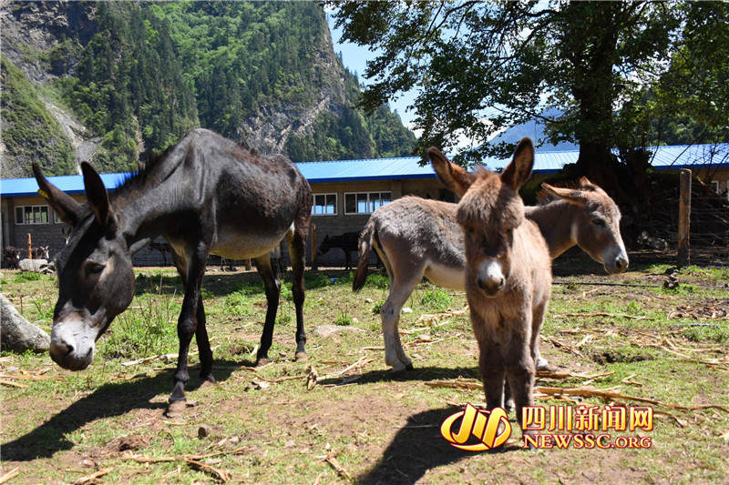 【砥砺奋进看甘孜】高原深山首开养驴先河