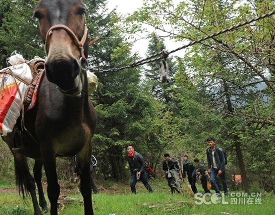若尔盖71岁村民当向导 与同村人试水徒步旅游
