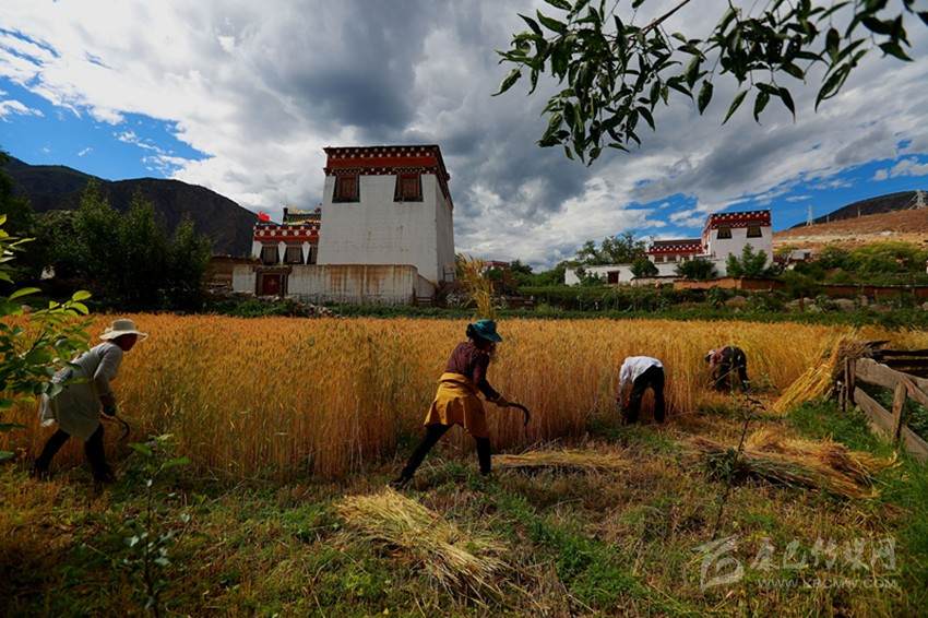 又是一年丰收季 乡城农民收割忙