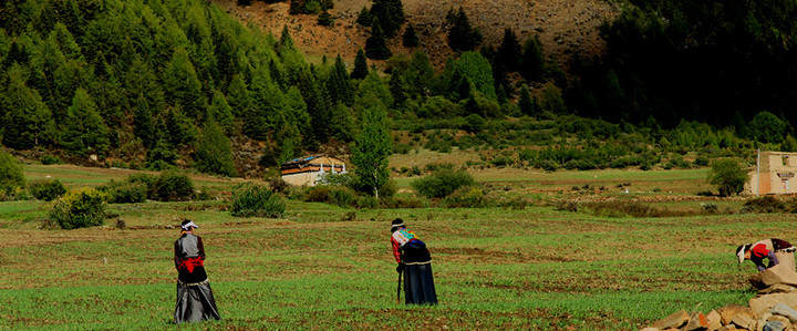 稻城帮助农村妇女脱贫致富