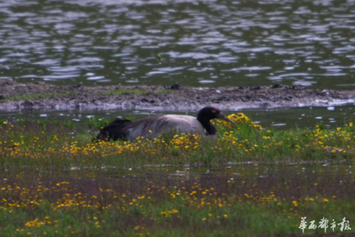 白玉县保护区再次发现黑颈鹤繁殖行为