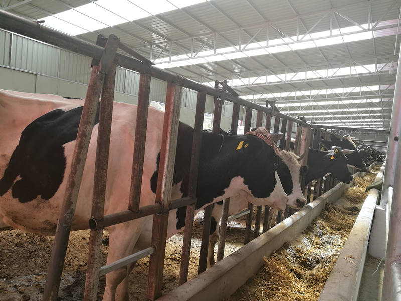 甘孜县奶牛养殖合作社牵住增收“牛鼻子 ”