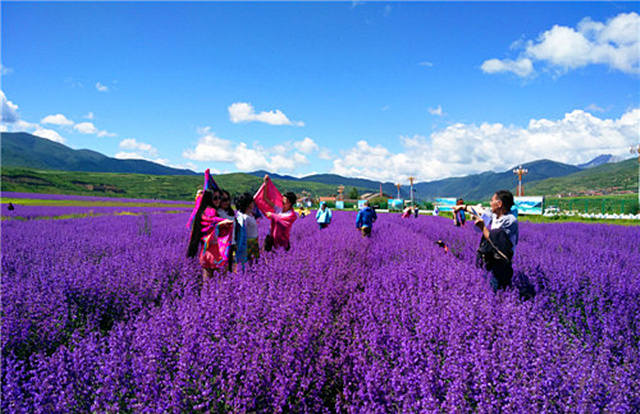 松潘："天堂香谷"薰衣草进入盛花期