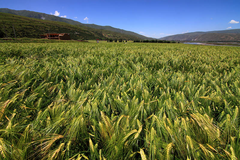 “康北粮仓”甘孜县打造脱贫致富“高产田”
