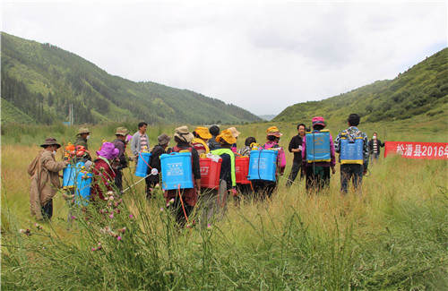 松潘防治草原虫害15万亩新增鲜草3000吨