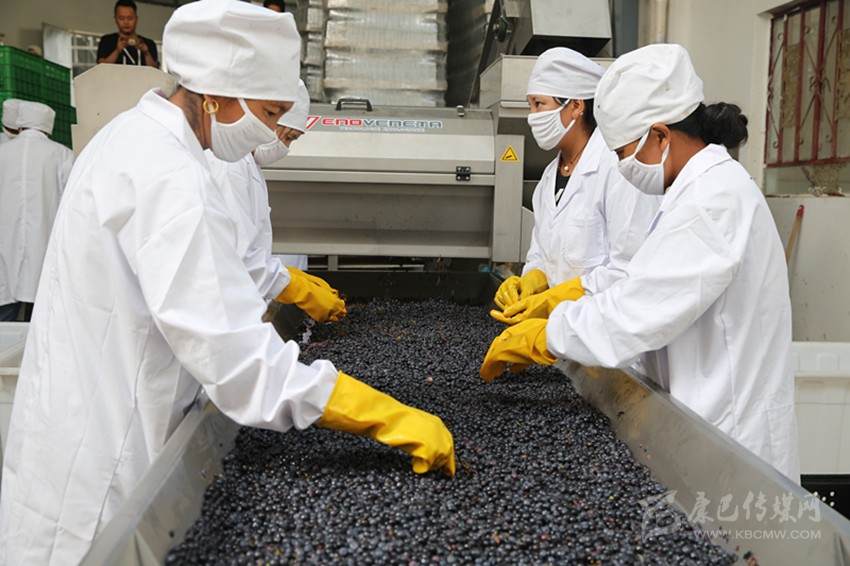 小葡萄鼓起村民“钱袋子”