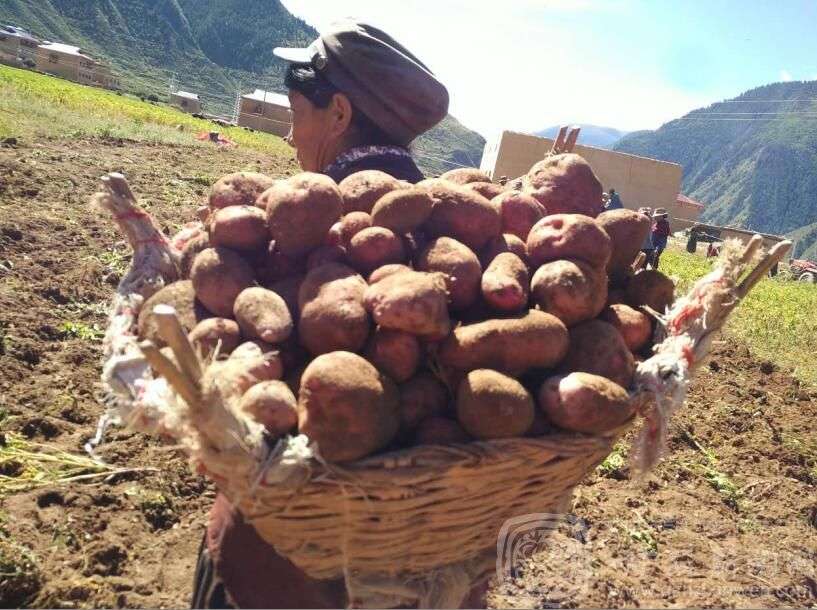 “小土豆” 长成致富“大产业”