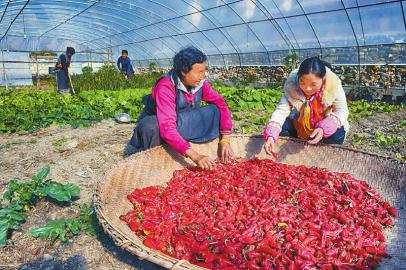 对口帮扶 稻城然央村换新貌