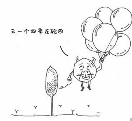 神秘的高原雪山藏着这样一种“草”