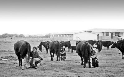 红原牦牛，社社联合再造老产业