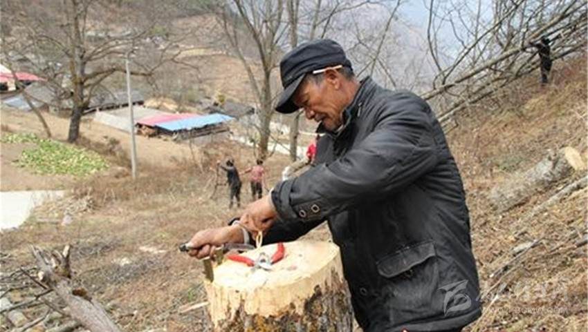 小核桃变成致富的“金果果”