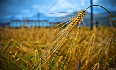 青稞种子的来历之牦牛王子的传说