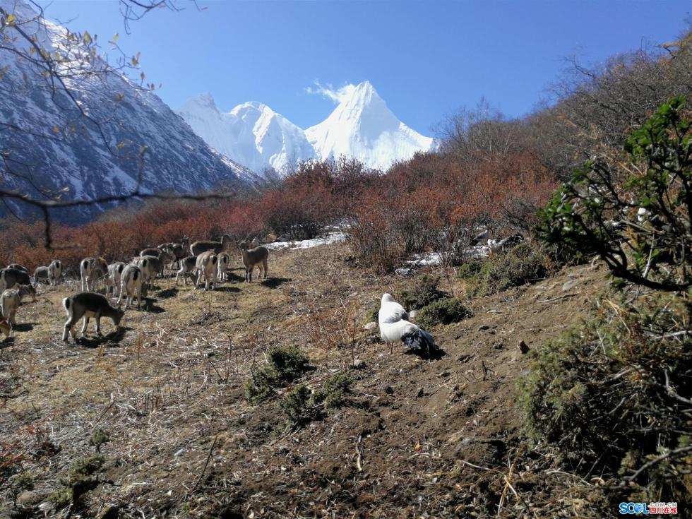 稻城亚丁藏马鸡下山与游客互动欢度中国年