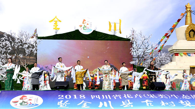  金川古树梨花节开幕 