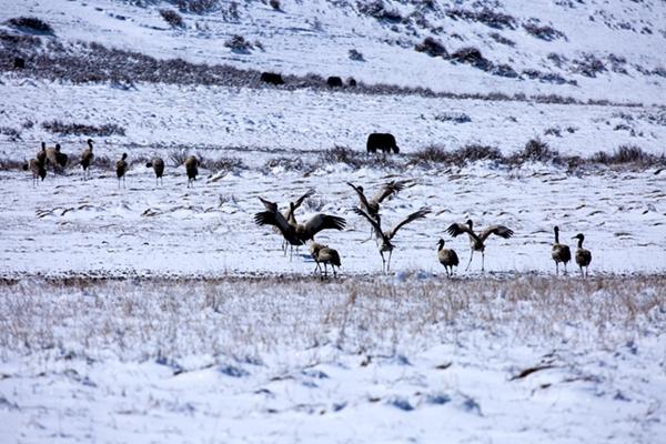 高原精灵——黑颈鹤飞抵红原