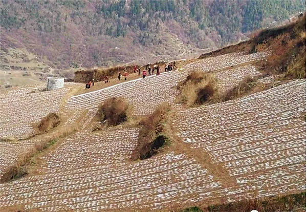 黑水县第一批蔬菜将直供港澳