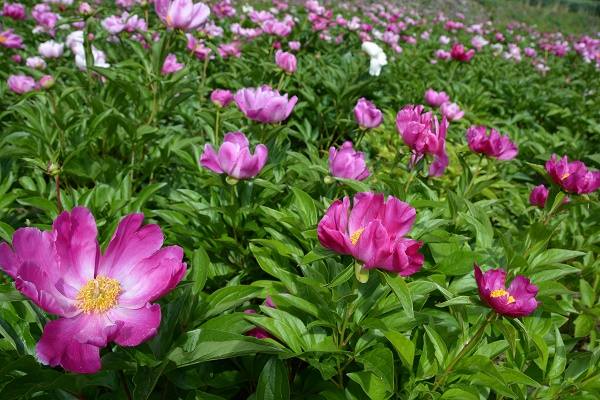 金川莫莫扎：百亩芍药花开香满园