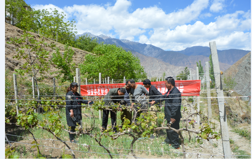 得荣县：农技培训课堂搬到田间地头