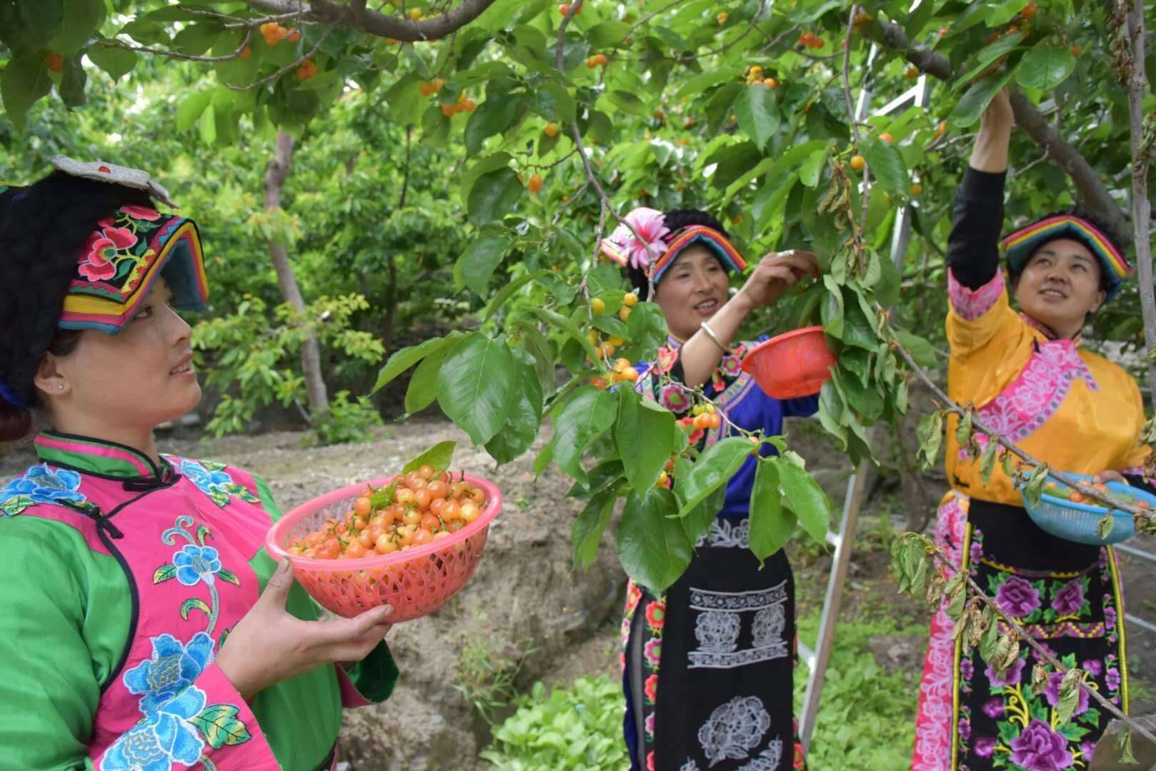 理县樱桃成熟 每公斤30元