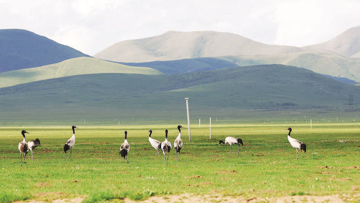 “穿越第三极·2018年若尔盖高原湿地国际观鸟节”落幕