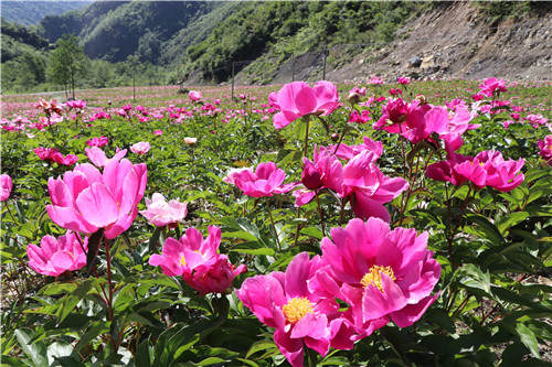 松潘：五月阳光正好 芍药花开正艳